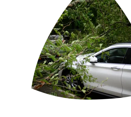 a car hits a tree